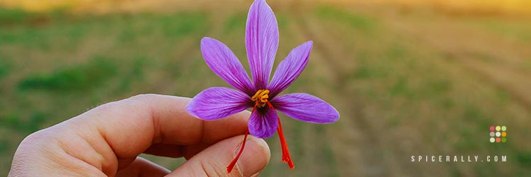 Why Saffron Is So Expensive? - SpiceRally