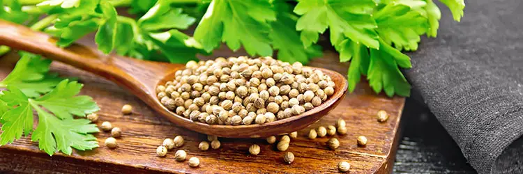 05 - Coriander (Dhania) | Top 10 Indian Spices - SpiceRally