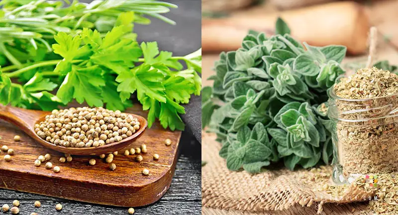 Coriander vs Oregano - SpiceRally