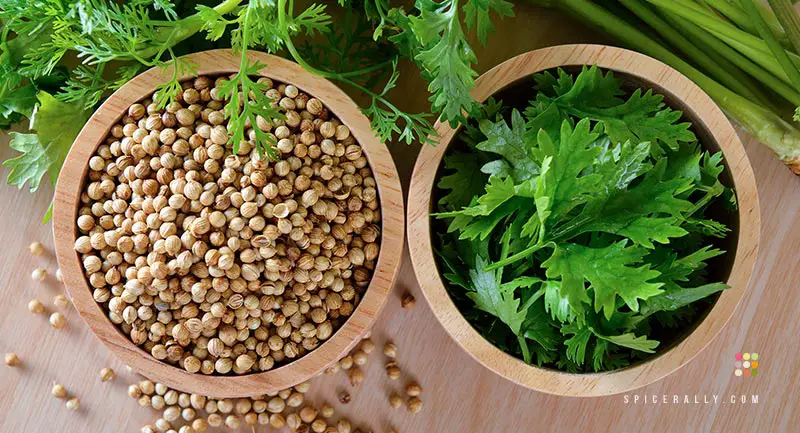 Health Benefits Of Coriander - SpiceRally