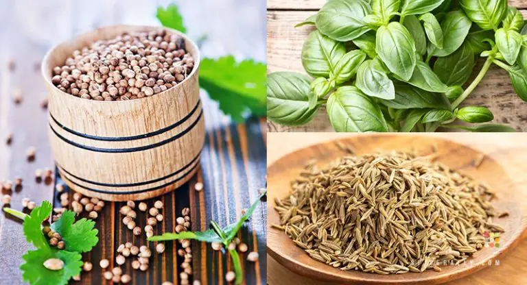 9 Best Coriander And Cilantro Substitutes