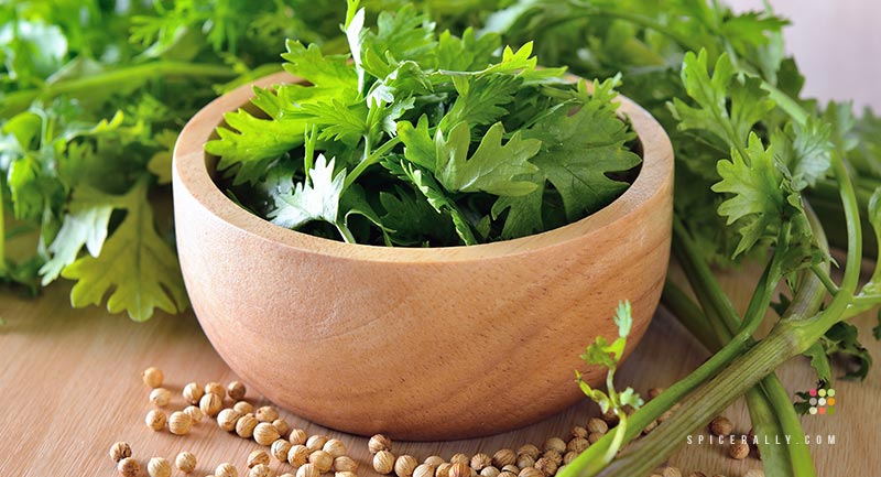 Coriander - Everything You Want In Just One Plant - SpiceRally
