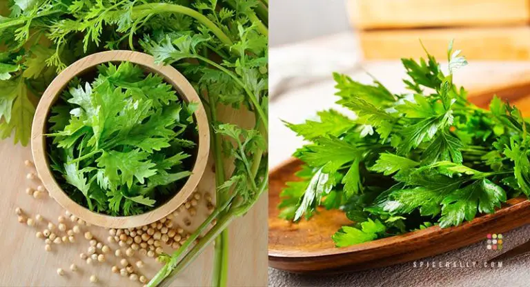 Coriander Vs Parsley – They Look Similar, But Are They The Same?