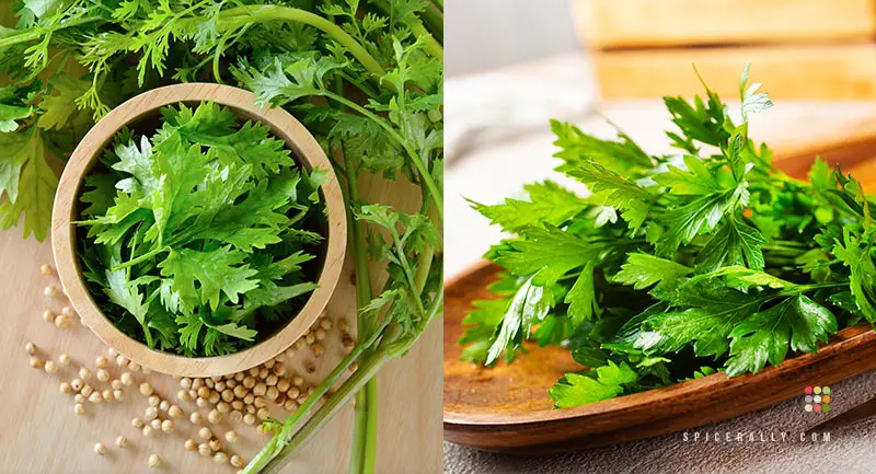 Coriander Vs Parsley - SpiceRally