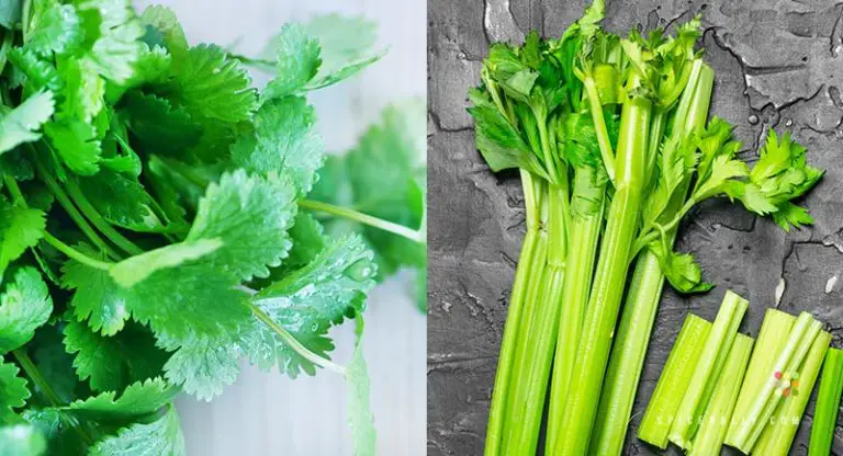 Coriander Vs Celery- The Grand Explanation Of The Difference Between The Two Herbs!