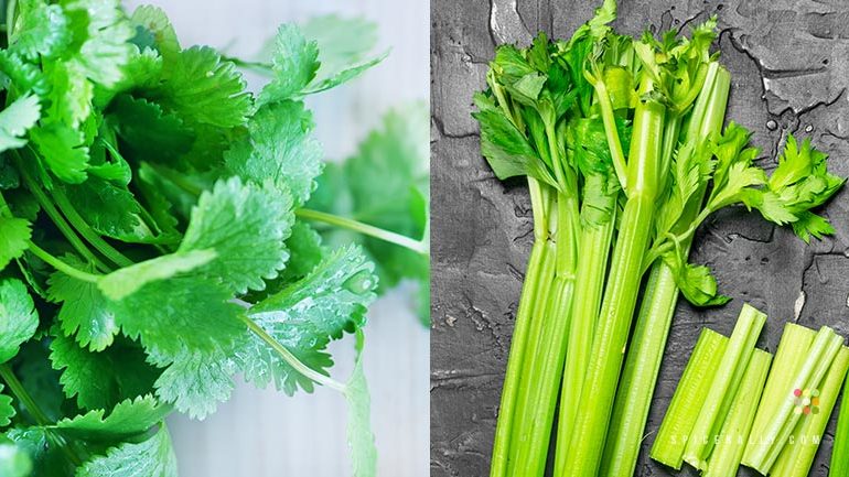 Coriander Vs Celery - SpiceRally