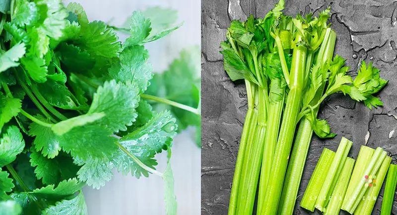 Coriander Vs Celery - SpiceRally