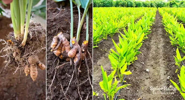 How To Grow Turmeric Indoors And Outdoors: Instructions And Guides