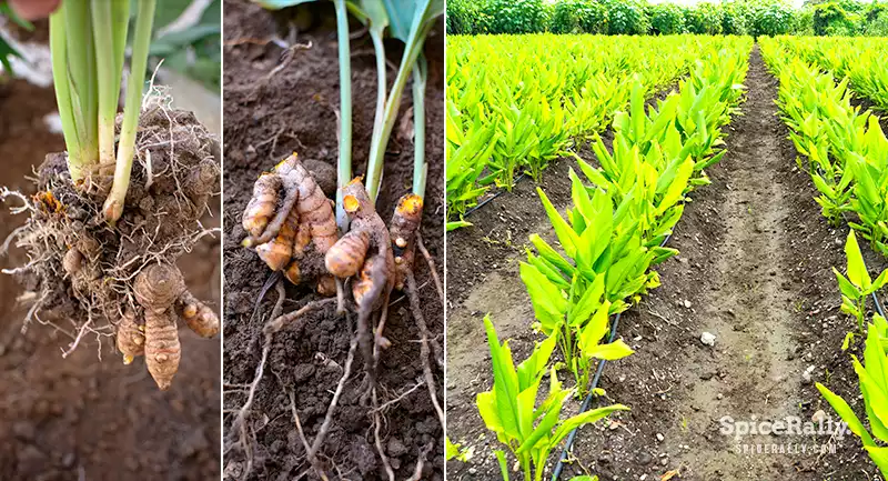 Turmeric Growing - SpiceRally