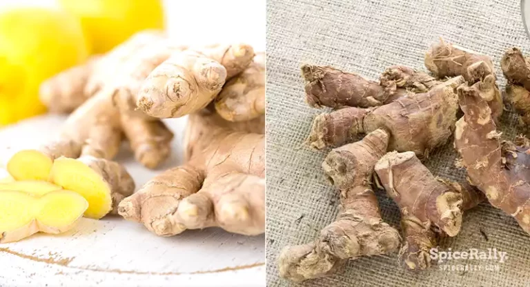Ginger vs Galangal- Things You Need To Know About These Two Rhizomes!
