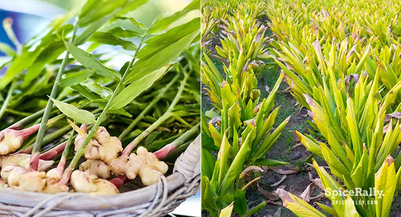 How To Grow Ginger - SpiceRally