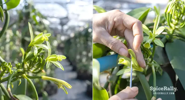 How To Grow Vanilla- A Comprehensive Guide To Have Your Own Cultivation