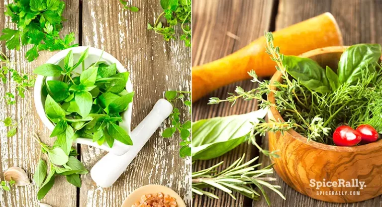 Thai Herbs – 11 Essential Herbs In Thai Cuisine!