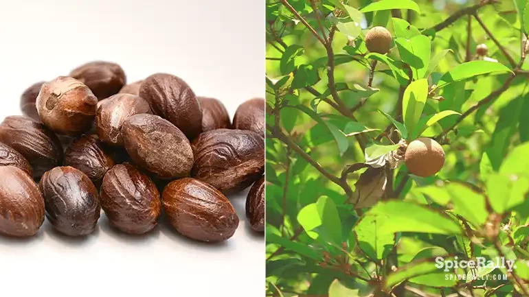 How To Grow Nutmeg