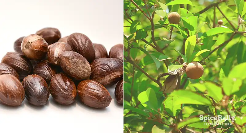 How To Grow Nutmeg