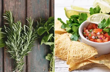 Essential Mexican Herbs - SpiceRally