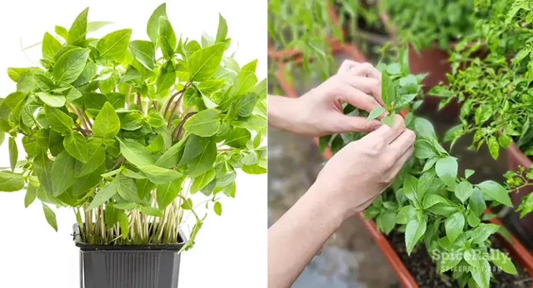 How To Grow Thai Basil: The Ultimate Guide With Growing Tips!